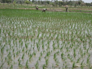 Arauca podría convertirse en el segundo o tercer productor de arroz en el país