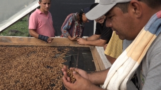 200 caficultores de Tame se beneficiaron con proyecto de apoyo al mejoramiento de la productividad y calidad del grano