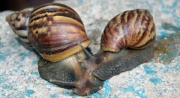 ¡Cuidado! Caracol africano generador de enfermedades prolifera en Arauca