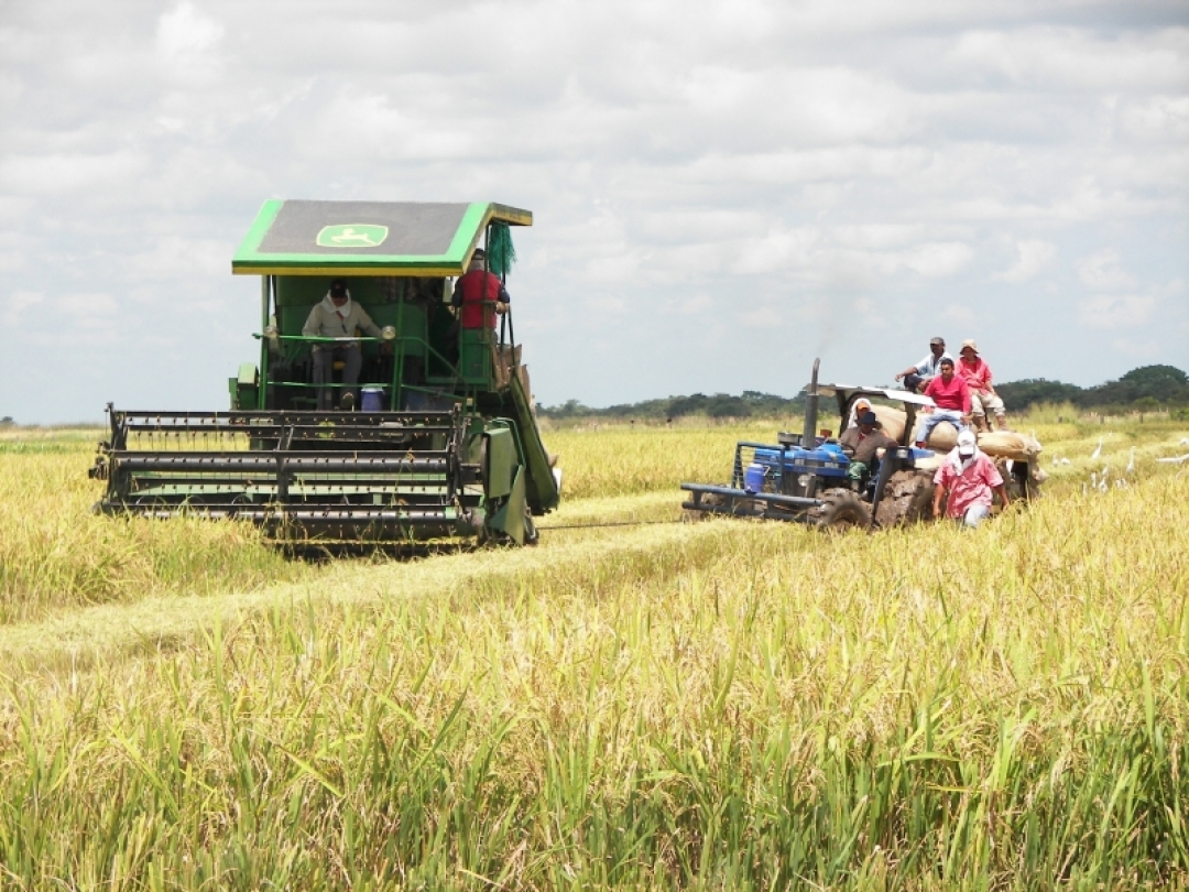 Venezuela comprará toda la cosecha de Arroz de productores araucanos