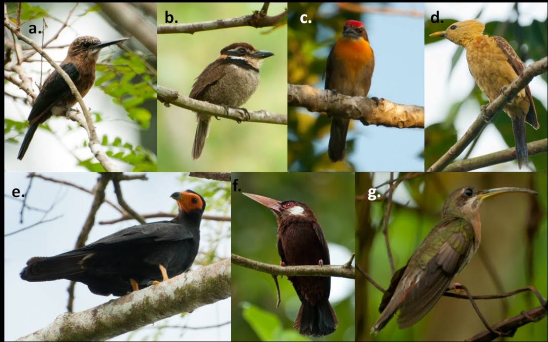 Sena Arauca invita al taller sobre turismo de observación de aves…