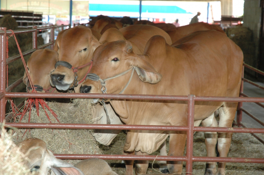 Tame se viste con la XXIX Feria Agropecuaria del 1 al 5 de septiembre