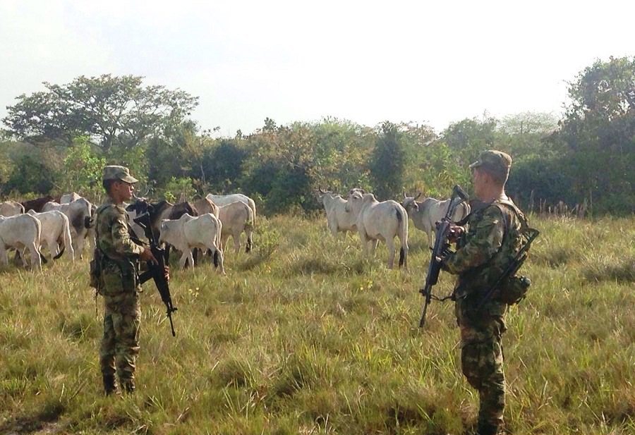 Ejército Nacional recuperó 28 cabezas de ganado