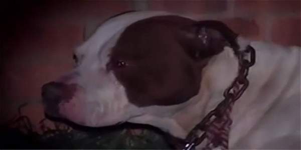Muere menor de 14 meses tras ser atacado por perro Pitbull en Medellín
