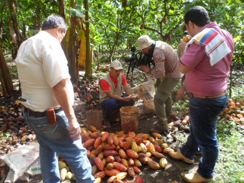 Cacaoteros de Arauca podrán presentar propuestas productivas