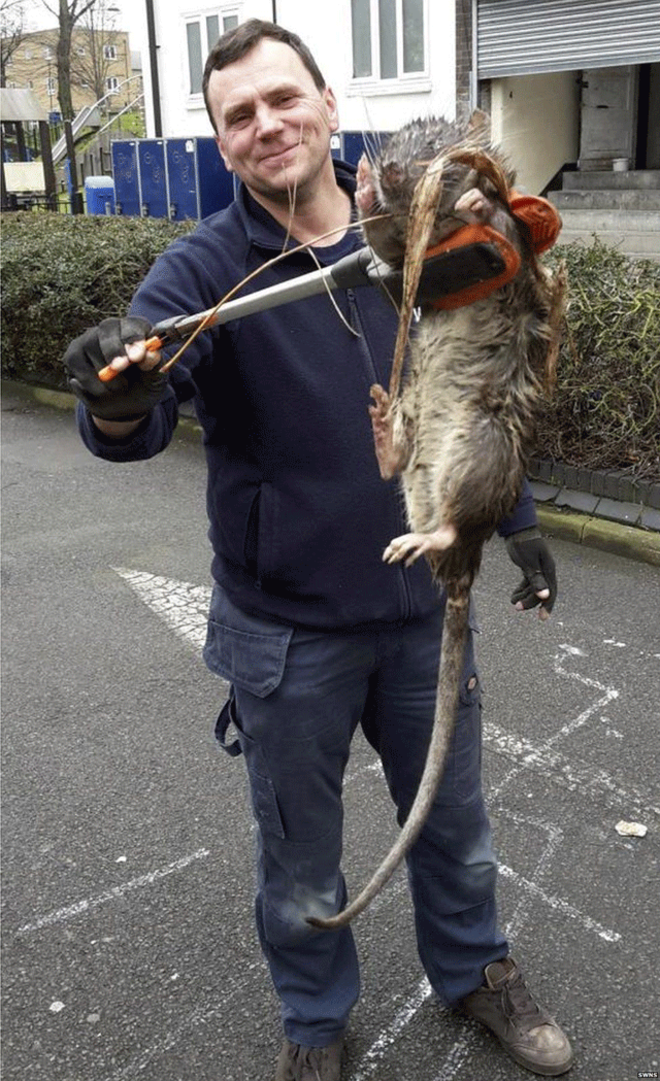 La rata gigante de Londres o cómo no debes fiarte de todas las fotos que encuentras en internet