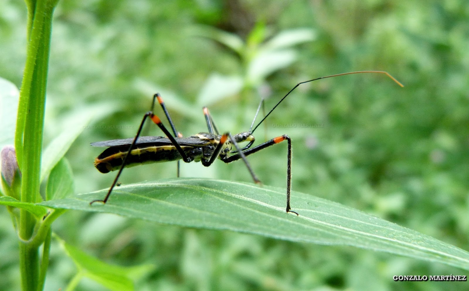 ¿Cuántos insectos hay en el mundo?
