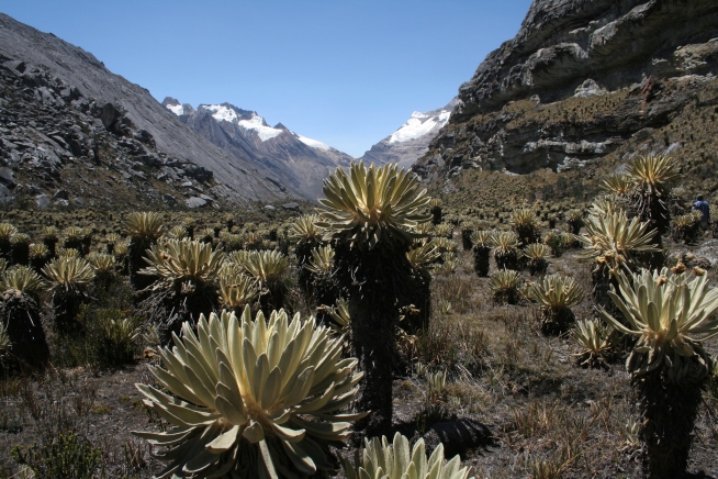 El 6 de abril se reabrirá el Parque Natural El Cocuy tras acuerdos con Uwa’s