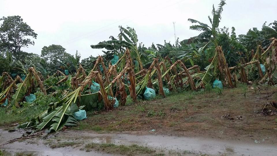 Zona platanera del Botalón afectada por fuertes lluvias y vientos