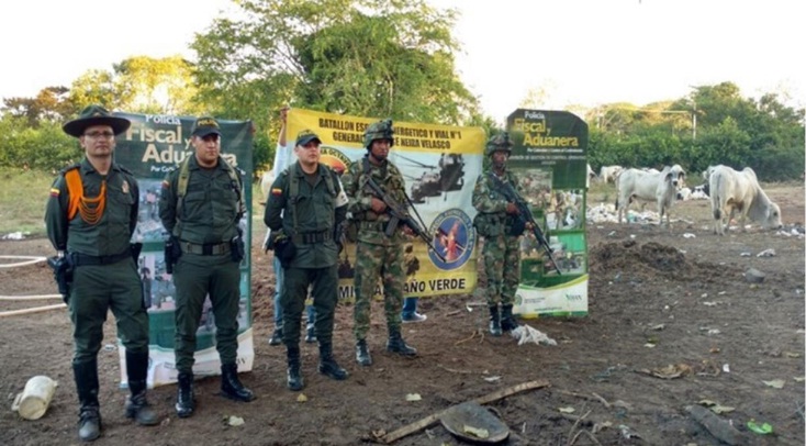 Incautados semovientes de contrabando en el municipio de Arauca