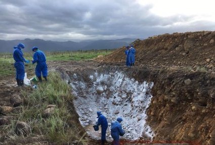 300 reses fueron sacrificadas por brote de fiebre aftosa en Tame
