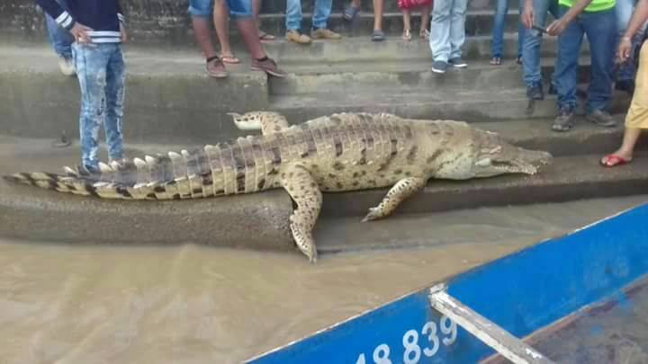 Corporinoquia investiga el hallazgo de un Cocodrilo del Orinoco muerto