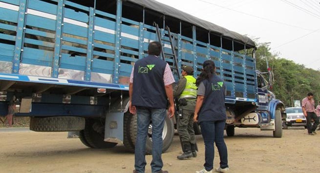 El ICA modifica requisitos para la movilización interna de animales