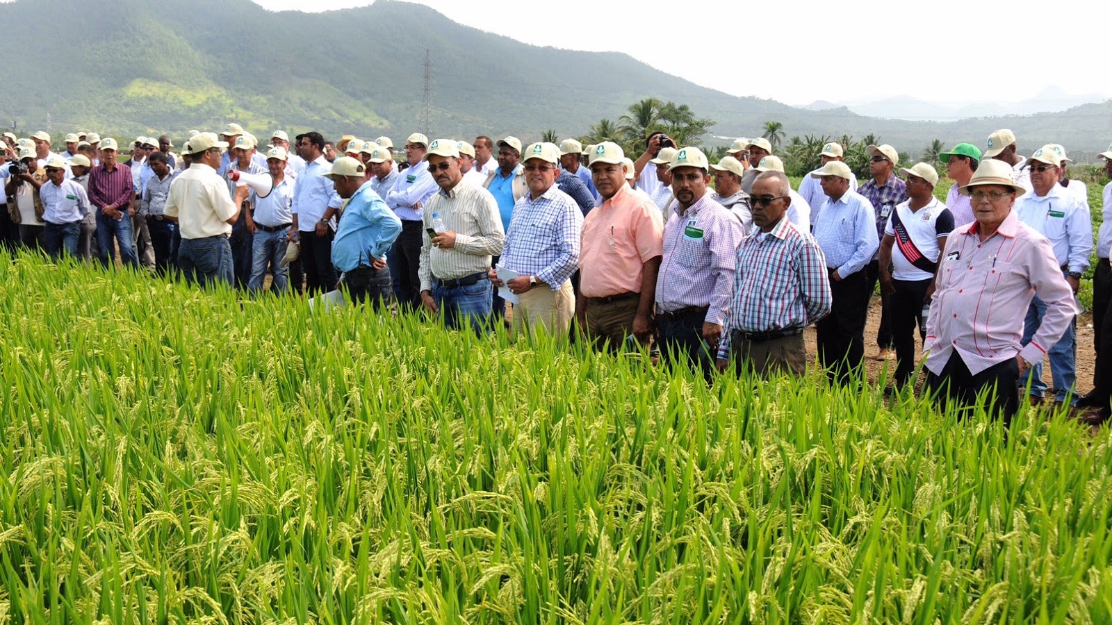 Arroceros colombianos comenzarán protesta indefinida el próximo 6 de junio