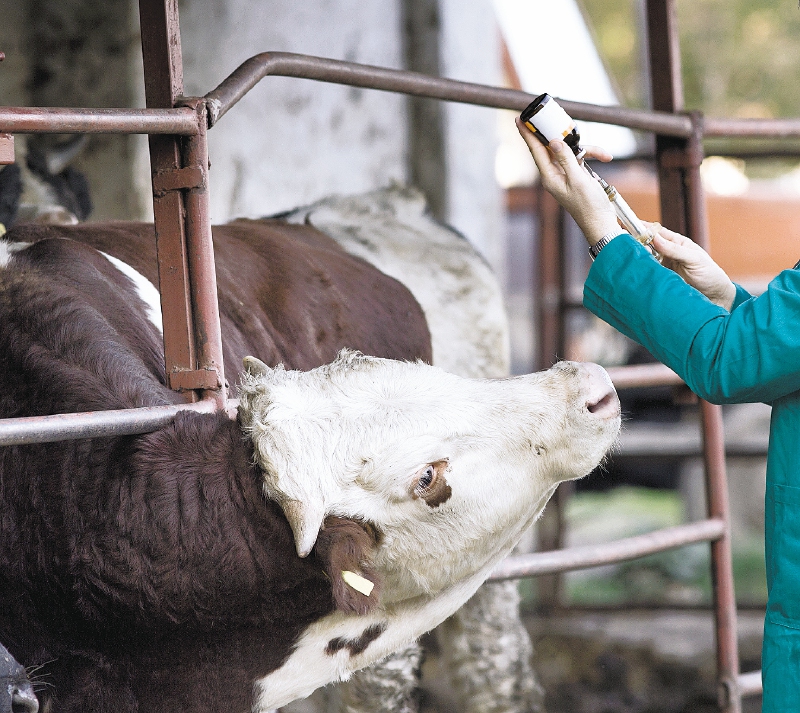 136 animales detectados con aftosa en Cundinamarca
