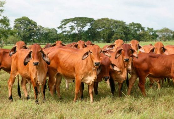 FAO Colombia resalta valor de la «disciplina» de ganaderos ante fiebre aftosa
