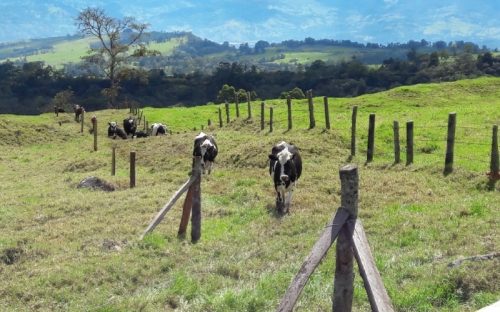 Nuevo foco de fiebre aftosa fue detectado en Cundinamarca