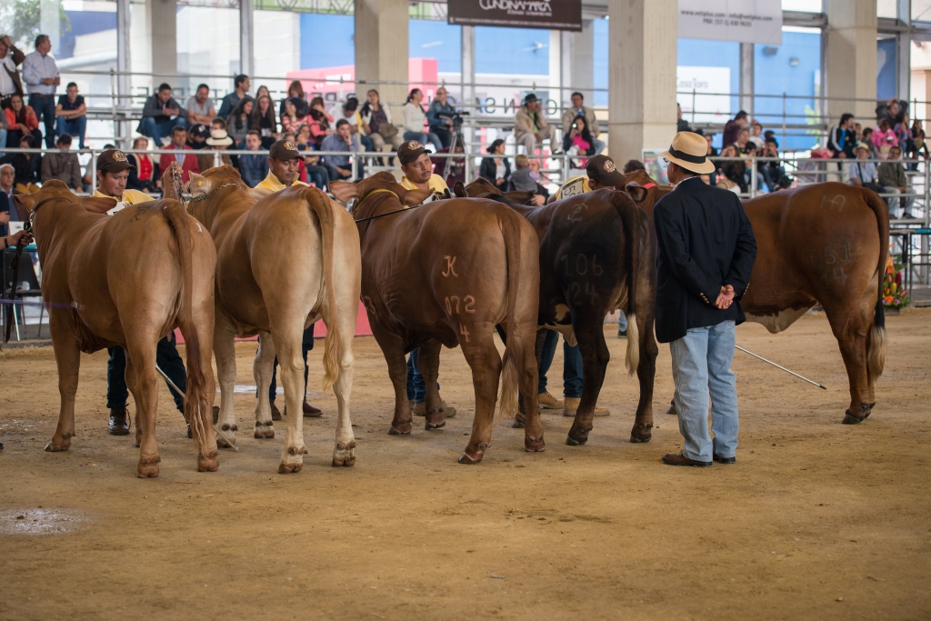 Crisis de la fiebre aftosa tensa la principal Feria Agrícola de Colombia