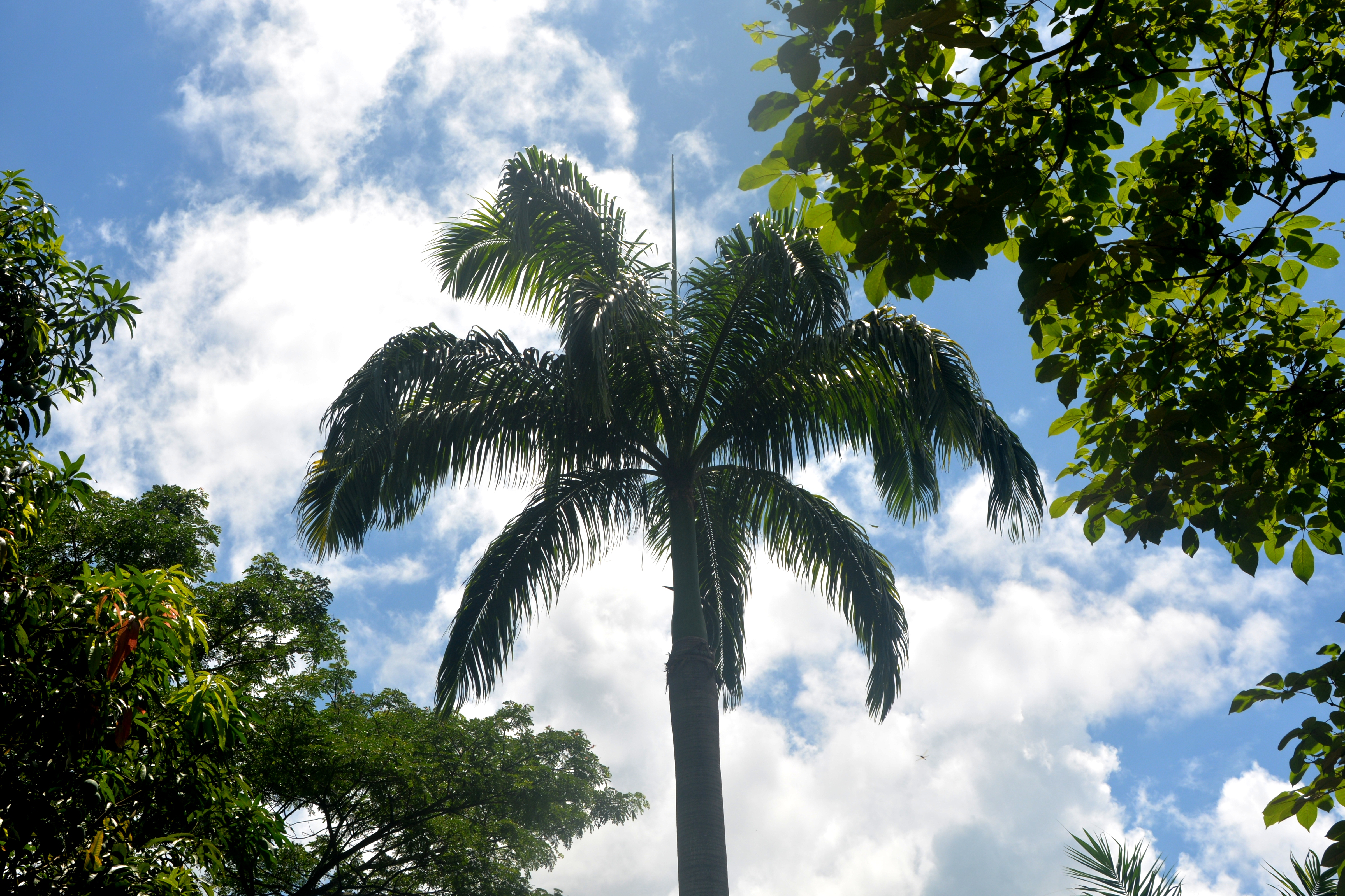 Cielo, sol y palmera