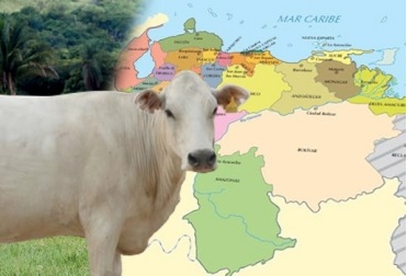 Aftosa en Venezuela preocupa a ganaderos de Suramérica