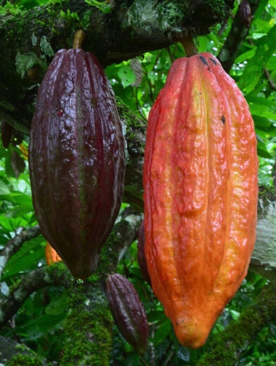 Con cacao araucano Colombia podría ser campeón mundial en Paris