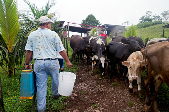 Minagricultura asegura que brote de fiebre aftosa está controlado