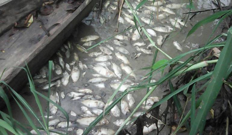 Corporinoquia atiende situación de mortandad de peces en Arauca