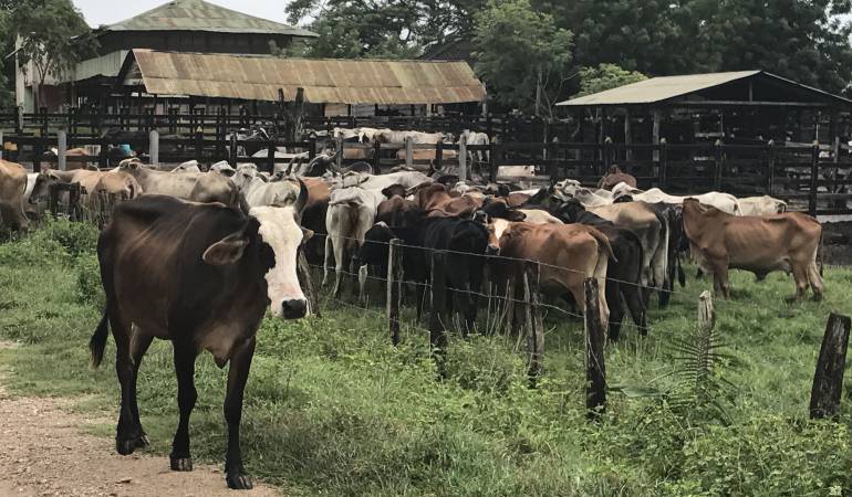 Colombia buscar recuperar estatus sanitario del país, tras control de aftosa