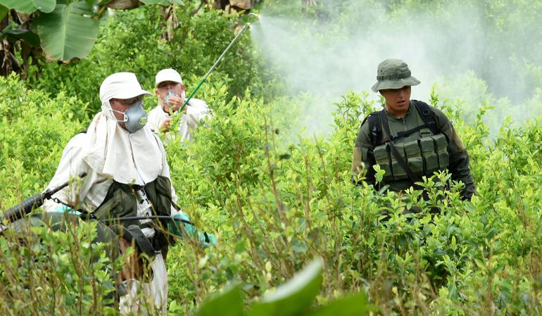 Más de 100.000 familias erradicaran cultivos ilícitos voluntariamente