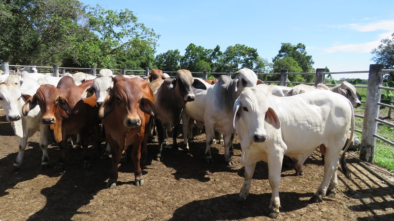 OIE reconoce que brote de aftosa concluyó en Colombia