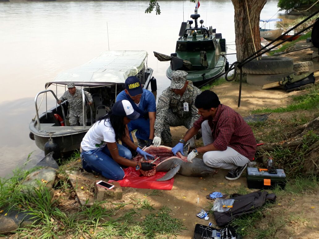 Corporinoquia investiga la muerte de una tonina en el río Arauca