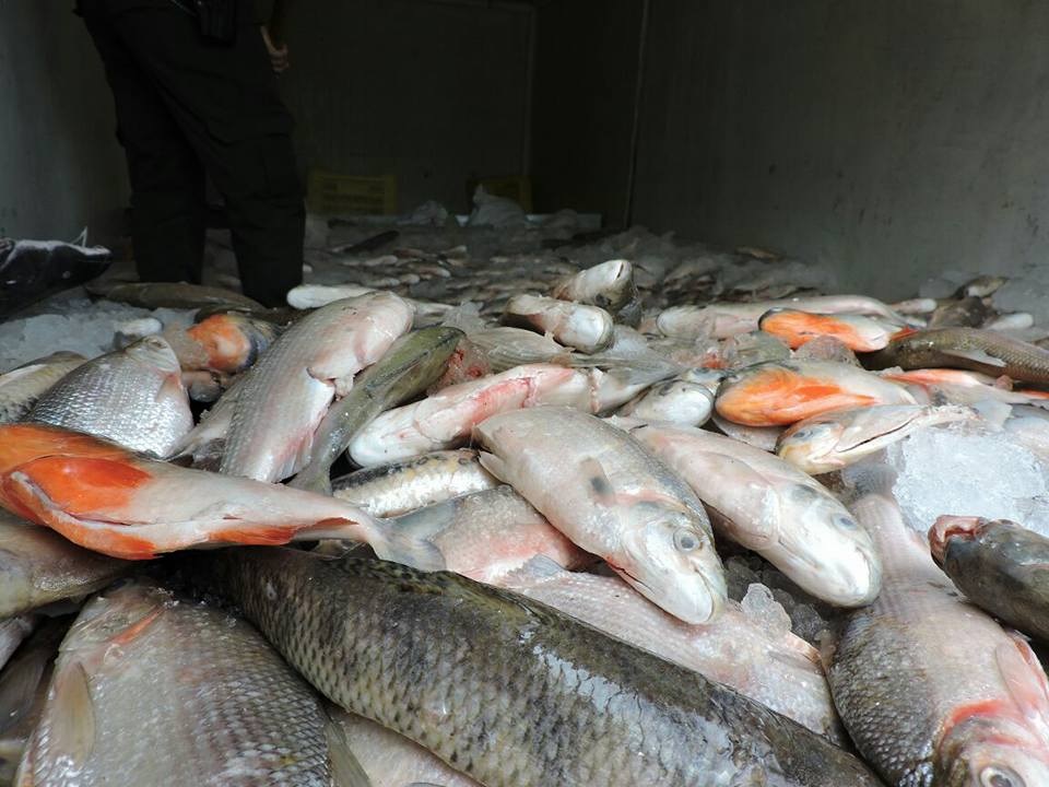 1.500 ki8los  de pescado fueron  decomisadas por no cumplir con los requisitos para transporte y comercialización