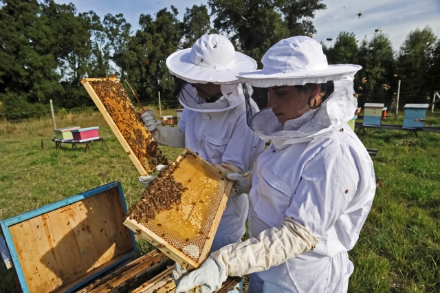 Se mueren las abejas en el departamento del Meta