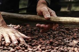 25 toneladas de cacao araucano salen hoy a Malasia