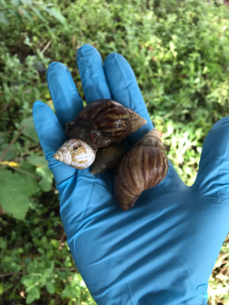 Más de 200 kilos de caracol gigante africano han sido recolectados en el departamento de Arauca