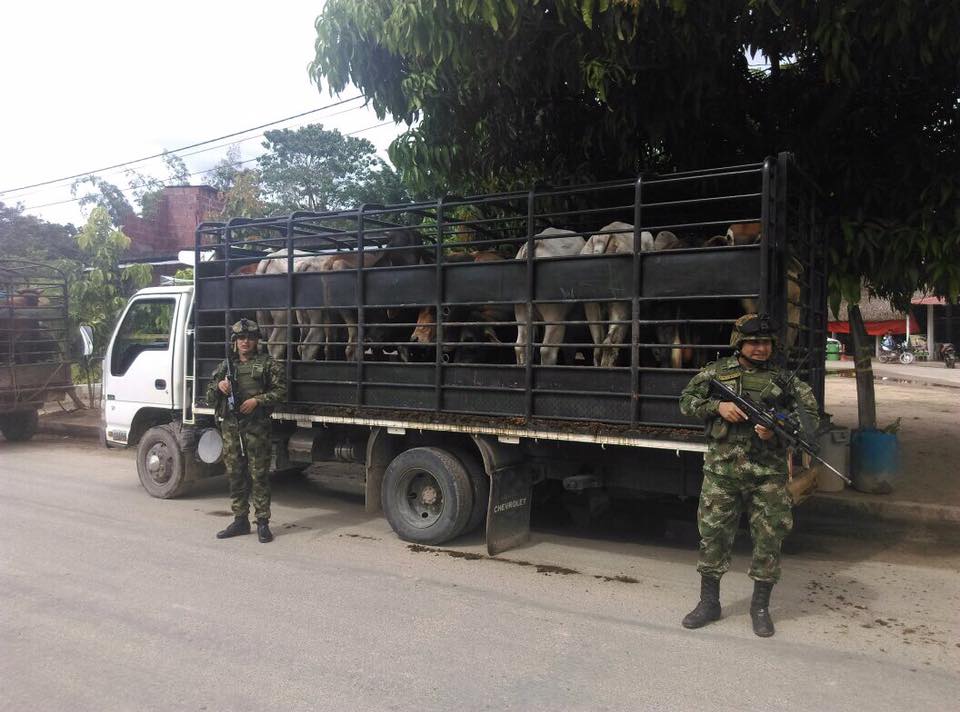 Ejército Nacional recuperó semovientes en Puerto Jordán