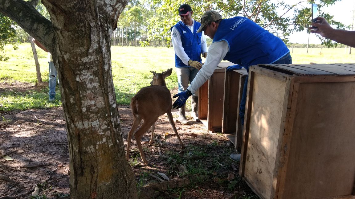 Corporinoquia adelanta trabajo de recuperación de fauna silvestre