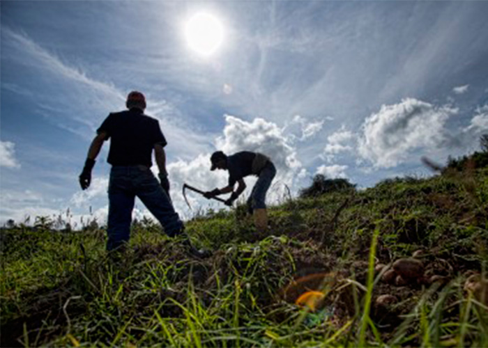 La paz ha permitido el trabajo de la Unidad de Restitución de Tierras en 166 municipios del sur