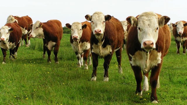 Rusia anuncia reapertura del mercado de carne bovina colombiana