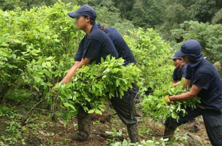 Arauca podría ser el primer departamento libre de cultivos ilícitos