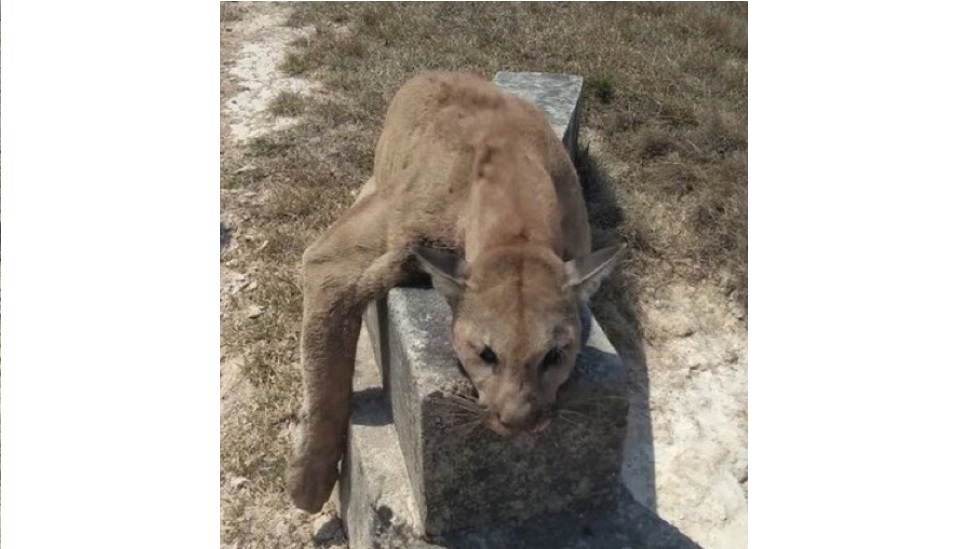 Matan a tiros a puma en plena vía en Casanare