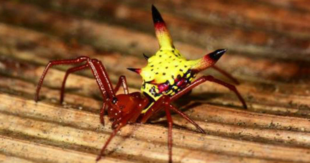 La curiosa araña que se parece a Pikachu