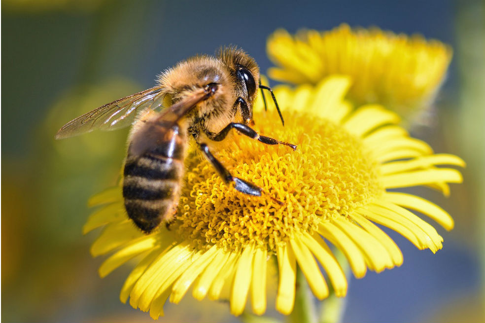 La salud de las abejas tiene una importancia para las Naciones Unidas