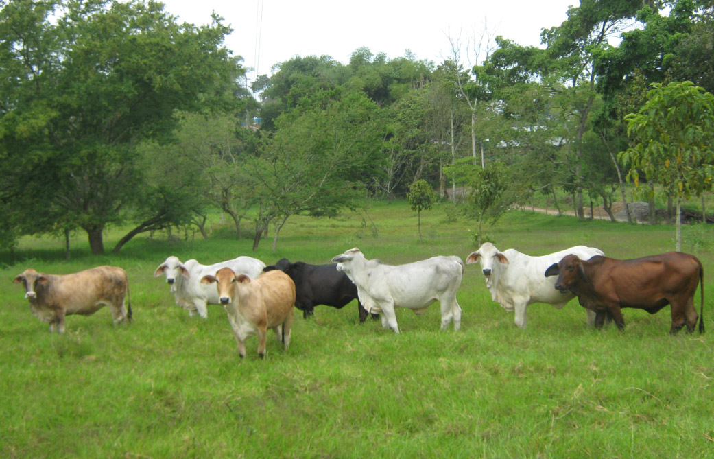Ganado y bosques en Colombia negocio rentable