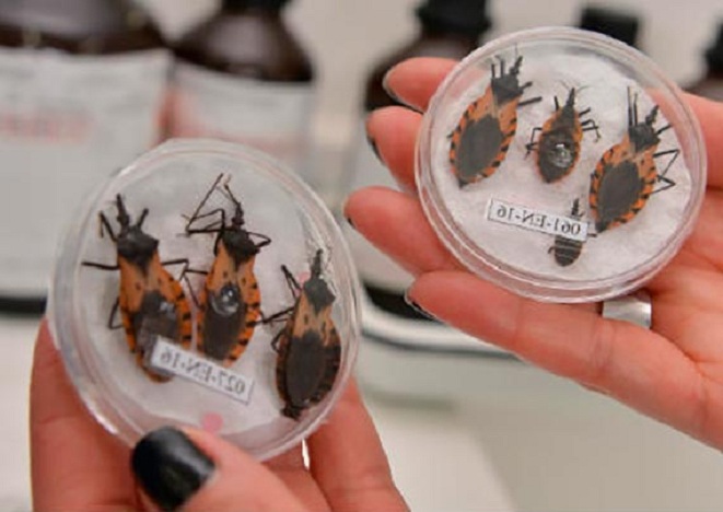 Cinco fallecidos por mal de chagas en municipio fronterizo con Arauca