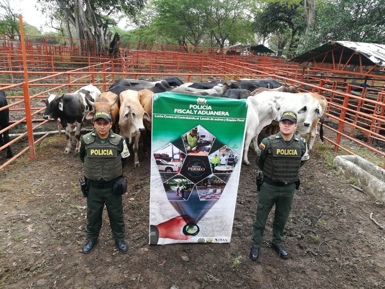 En operativos fueron aprendidos 15 bovinos en el municipio de Tame