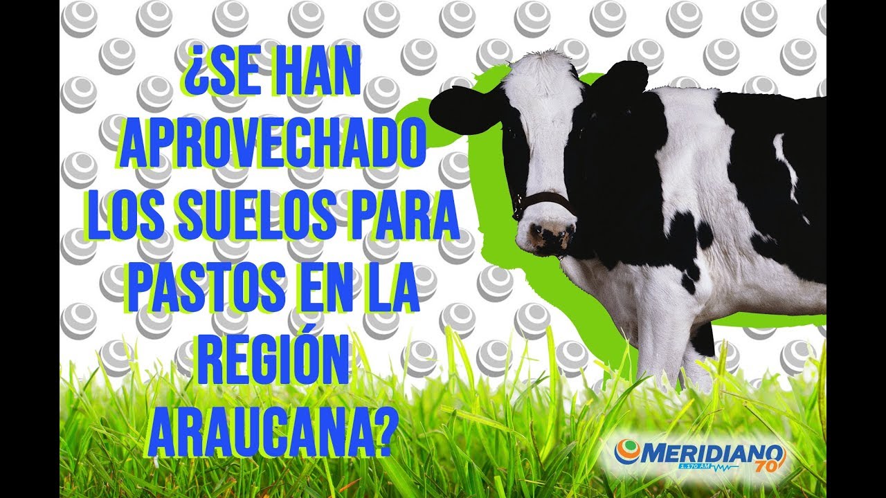 ¿Se han aprovechado los suelos en la región araucana?