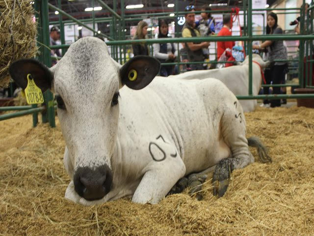 Hoy inicia el primer ciclo de vacunación contra la fiebre aftosa y la brucelosis bovina