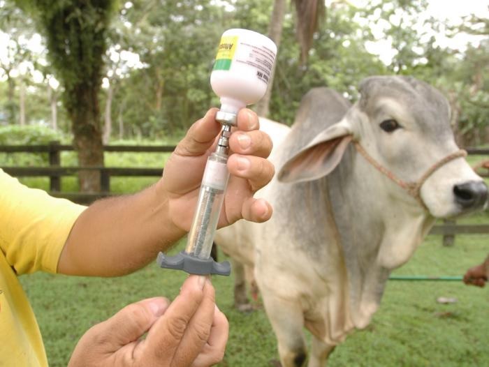 Del 02 de mayo al 15 de junio, se realizará el primer ciclo de vacunación contra la fiebre aftosa