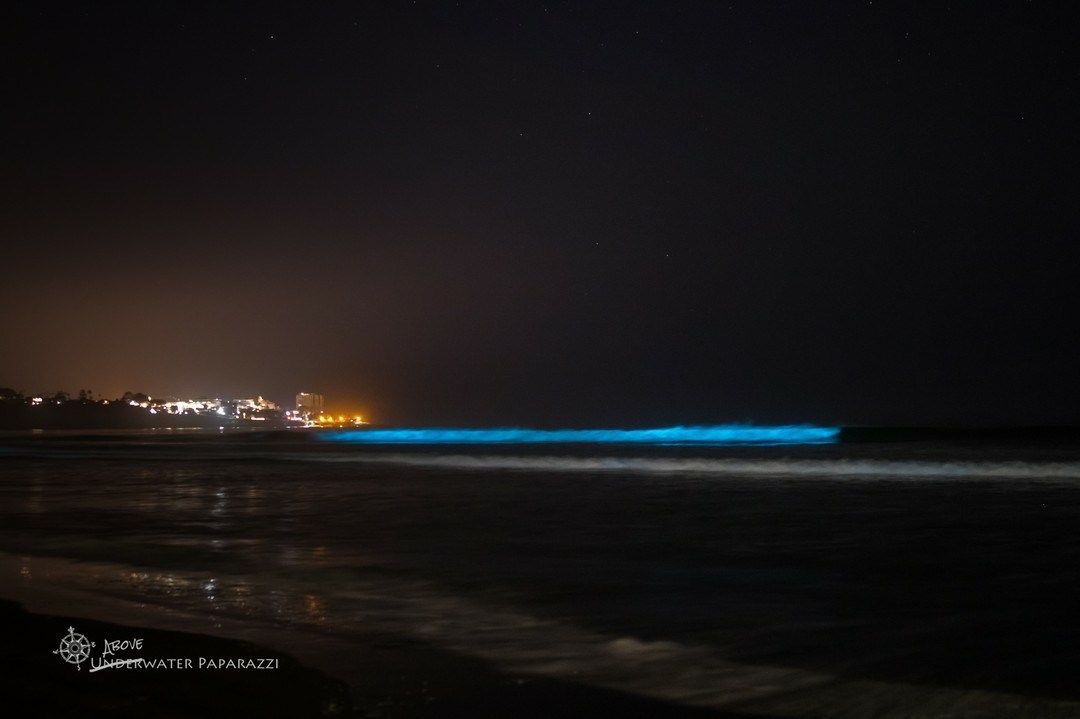 En San Diego olas del mar brillan de color azul aqua en las noches